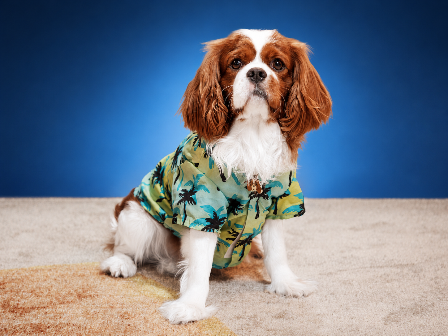 Oliver, King Charles Cavalier and firm ambassador